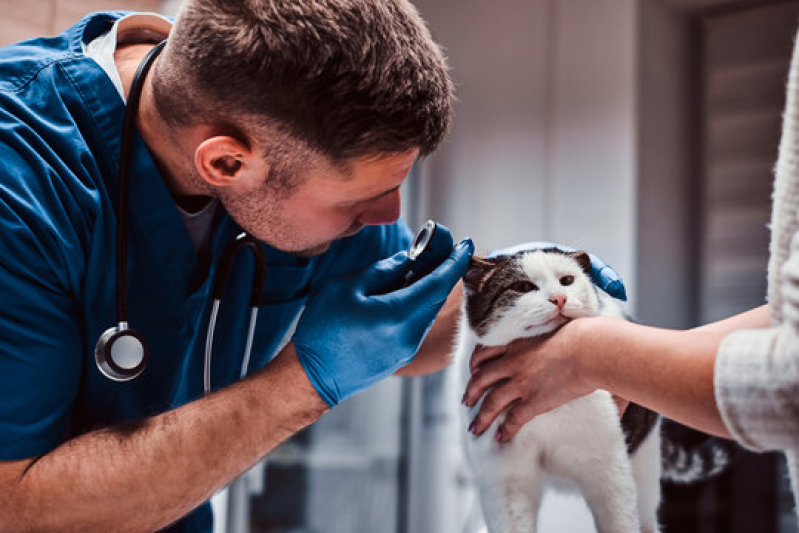 Dermatologista para Gatos e Cachorro Contato Alphaville II - Dermatologista para Gatos