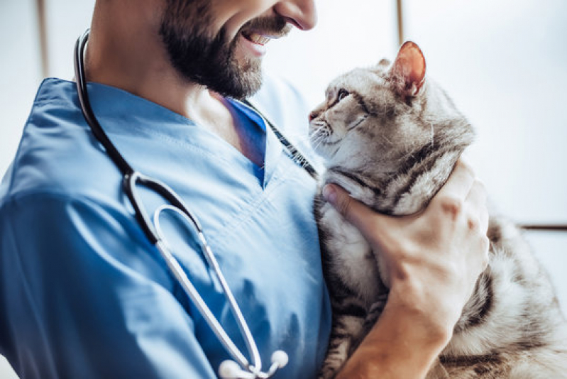 Dermatologista para Gatos e Cachorro Nova Vitoria - Dermatologista de Cachorro
