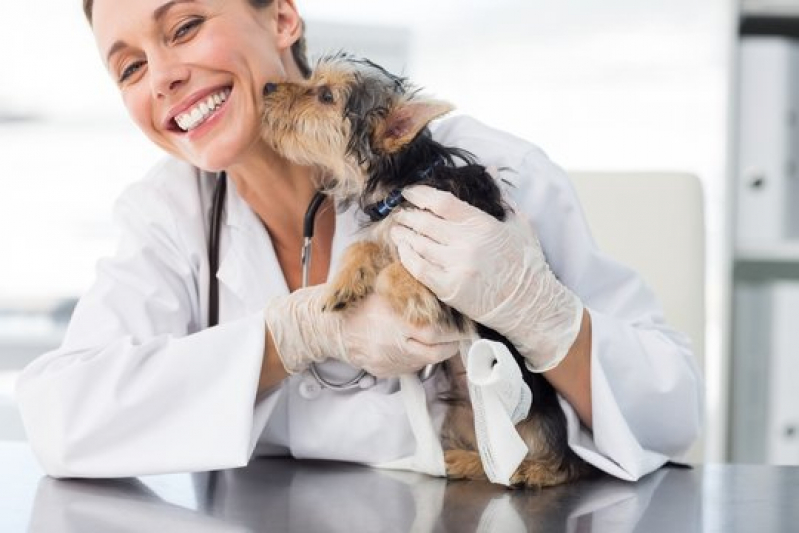 Dermatologista para Pet Contato Simões Filho - Dermatologista para Gatos e Cachorro