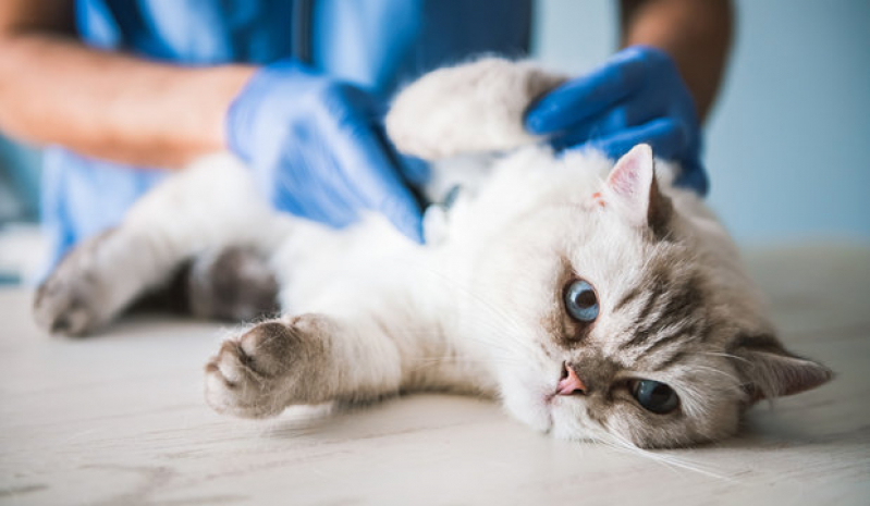 Endereço de Cardiologista para Animais Domestico Portoo - Cardiologia para Cães e Gatos