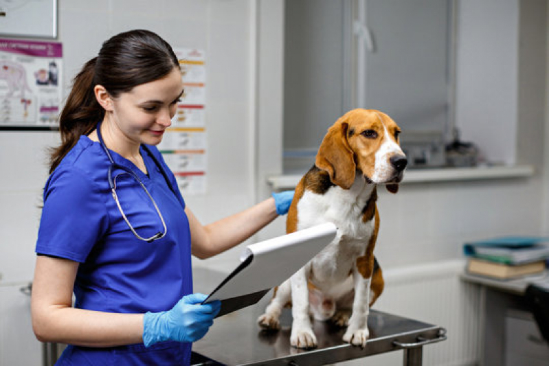 Endereço de Cardiologista para Cachorros Verde Horizonte - Cardiologista para Animais