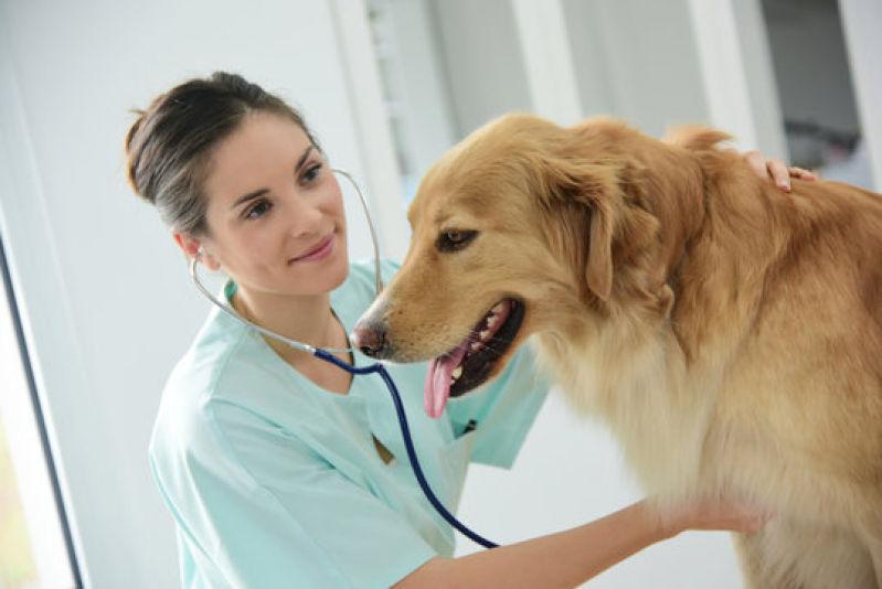 Endereço de Cardiologista para Cães Varandas Tropicais - Cardiologista para Cachorros