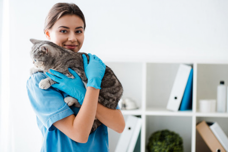 Endereço de Cardiologista Pet Phoc III - Cardiologista para Gatos