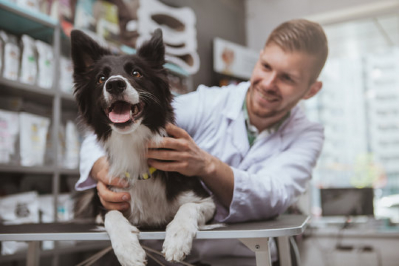 Endereço de Dermatologia em Cães Machadinho - Dermatologia em Cães e Gatos
