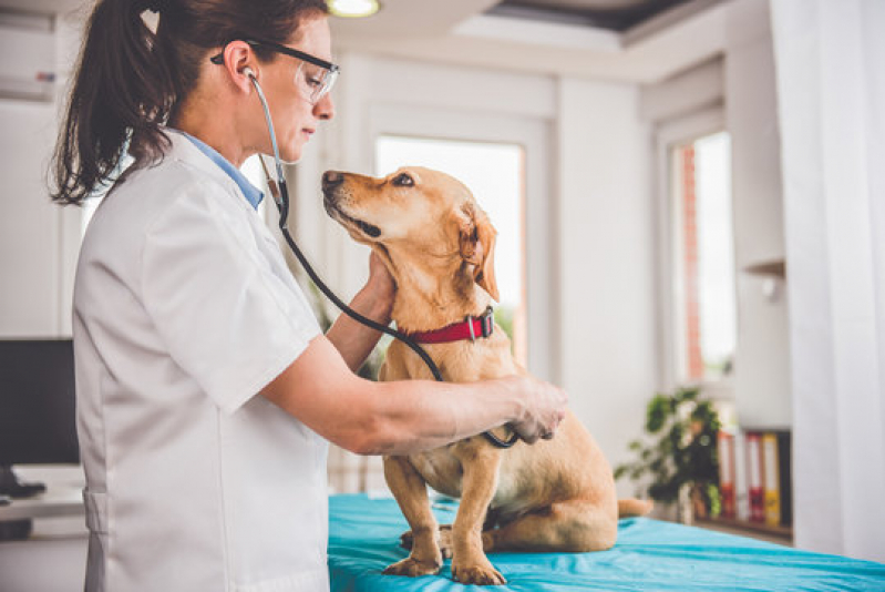 Endereço de Dermatologia para Cachorro Cajazeiras - Dermatologia em Cães e Gatos