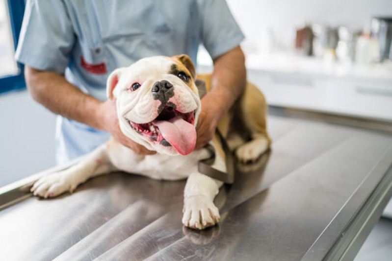 Endereço de Dermatologista Felino Alphaville I - Dermatologia em Cães