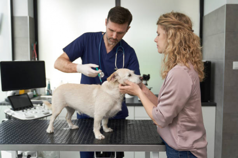 Endereço de Hospital 24 Horas para Cachorro Santos Dumont - Hospital para Animais