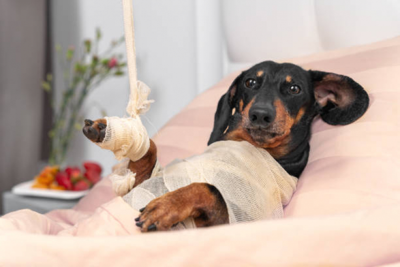 Endereço de Ortopedia em Pequenos Animais Machadinho - Ortopedista Cachorro
