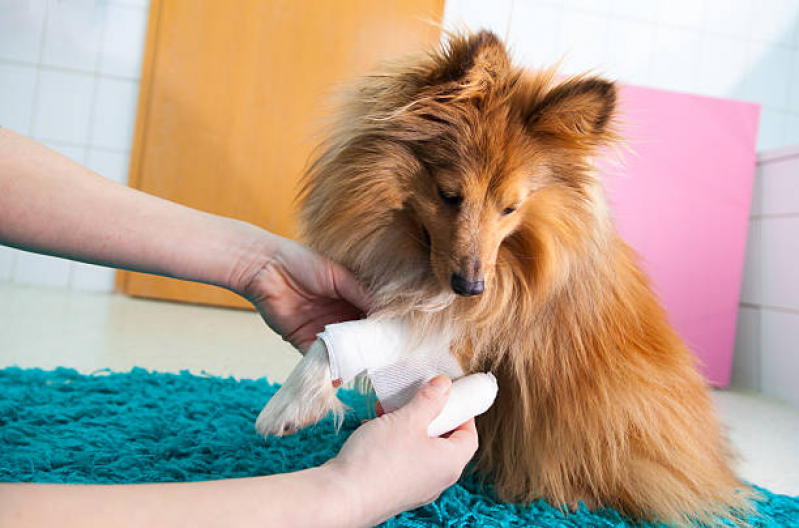 Endereço de Ortopedista Cachorro Camacari - Ortopedista para Cães