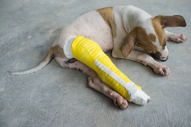 Endereço de Ortopedista Canino Camaçari - Ortopedista de Cachorro