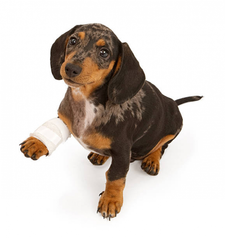 Endereço de Ortopedista para Cães Jardim Jaraguá - Ortopedista para Cães