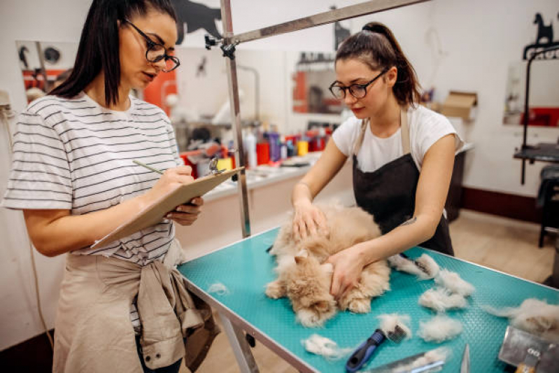 Endereço de Pet Shop 24h Vilas de Atlântico - Pet Shop Cães e Gatos
