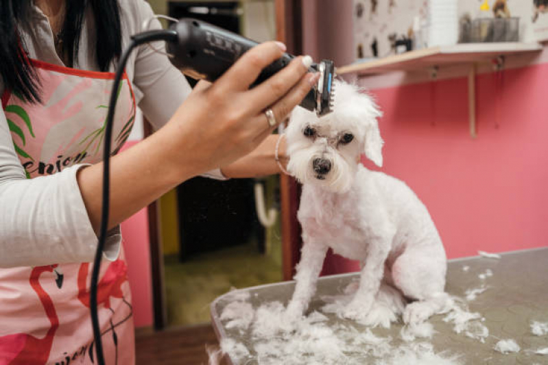Endereço de Pet Shop 24hrs Barro Duro - Pet Shop Cães e Gatos