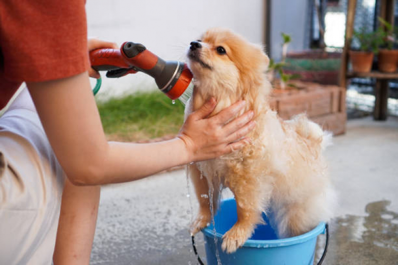 Endereço de Pet Shop Banho e Tosa Itinga - Pet Shop Cães e Gatos