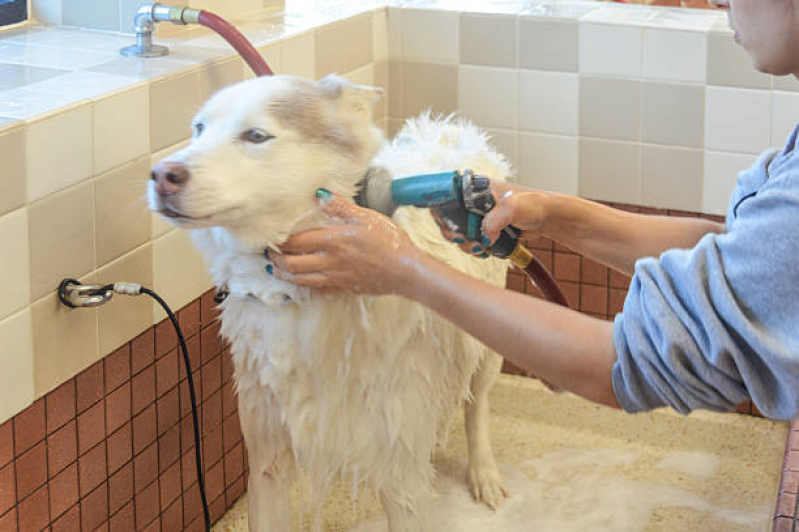 Endereço de Pet Shop Cães e Gatos Vilaa D Abrantes - Pet Shop Banho e Tosa