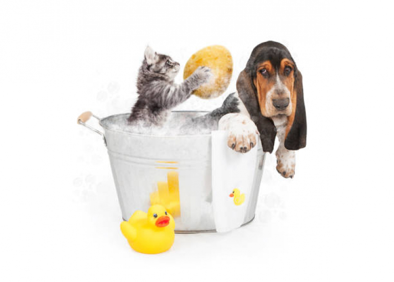 Endereço de Pet Shop Cão e Gato Vida Nova - Pet Shop Banho e Tosa