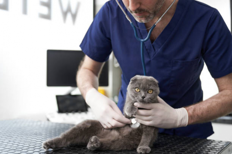 Exame Laboratorial Veterinário Nova Vitoria - Raio X para Gato