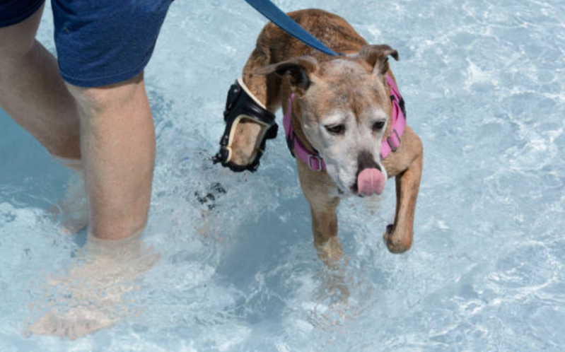 Fisioterapia Cachorro Caji - Fisioterapia para Luxação de Patela em Cães
