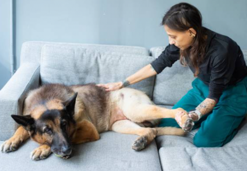 Fisioterapia de Cachorro Valor Vila de Atlântico - Fisioterapia para Luxação de Patela em Cães