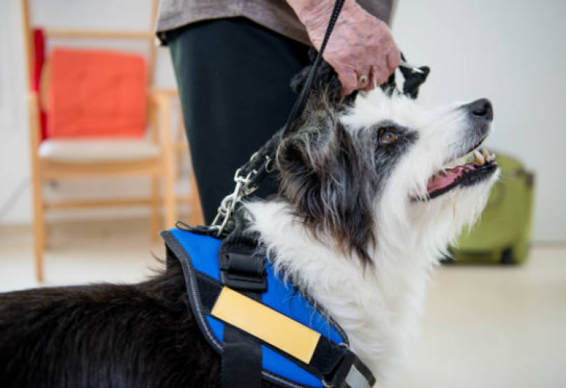 Fisioterapia em Cachorro Preço Nova Vitoria - Fisioterapia para Coluna de Cachorro