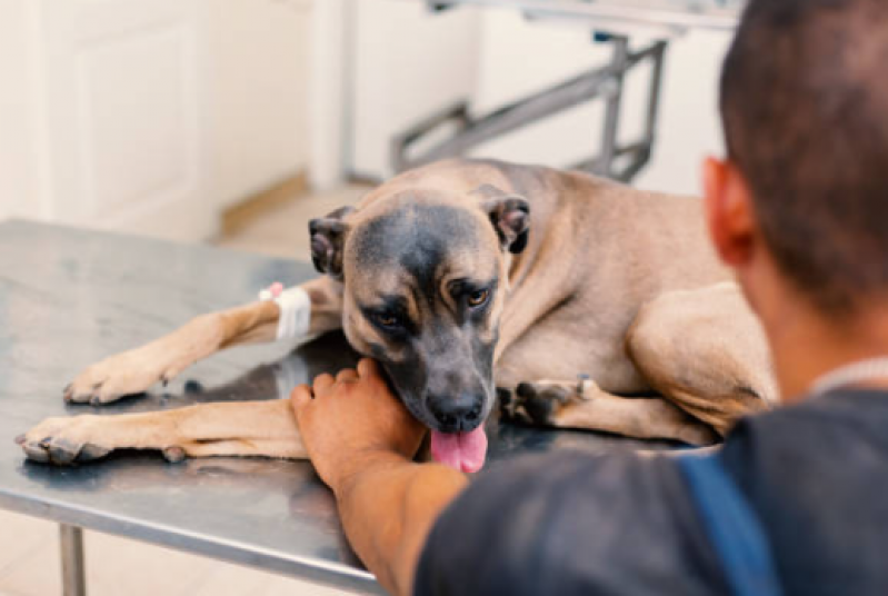 Fisioterapia em Cachorro Valor Encontro Águas - Fisioterapia para Luxação de Patela em Cães