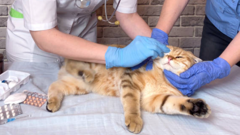 Fisioterapia em Gato Agendar Ponto Certo - Fisioterapia para Gatos Paraplégicos