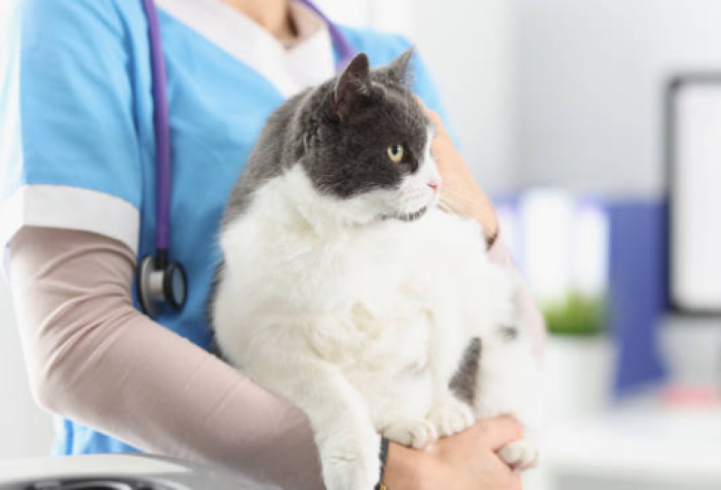 Fisioterapia Gato Preço Caminho Árvores - Fisioterapia para Gatos com Problemas Renais