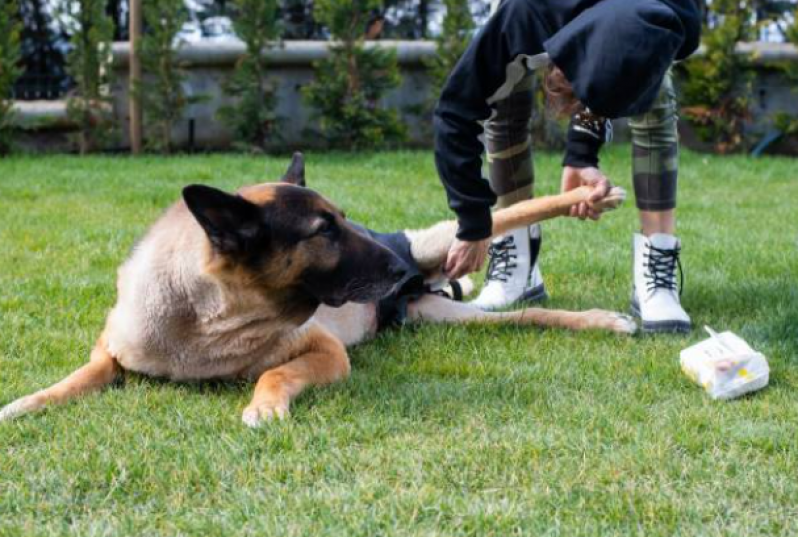Fisioterapia para Cachorro com Artrose Preço Jardim Tarumã Itinga - Fisioterapia para Cachorro com Displasia