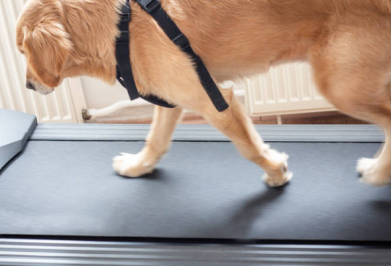Fisioterapia para Cachorro com Artrose Itnga - Fisioterapia Cão
