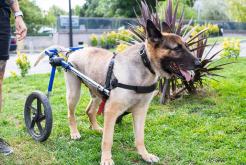 Fisioterapia para Cachorro com Displasia Capelão - Fisioterapia em Cachorro