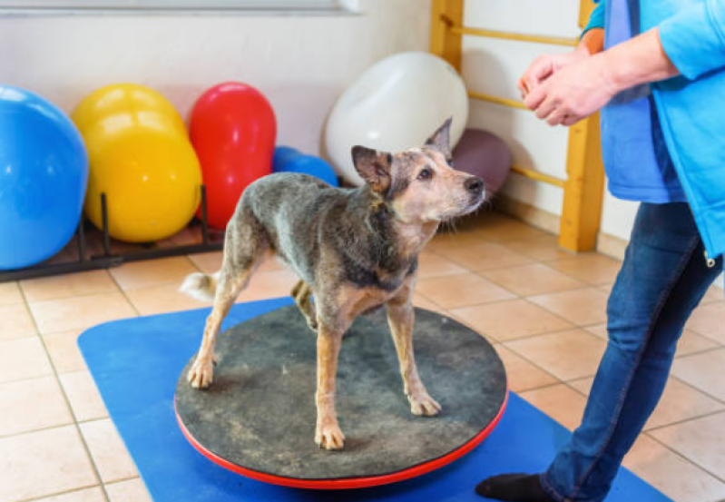 Fisioterapia para Cachorro Preço Phoc III - Fisioterapia em Cachorro