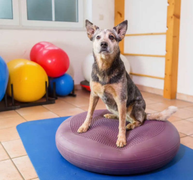 Fisioterapia para Cachorro Valor Jardim Talismã - Fisioterapia para Cachorro com Displasia