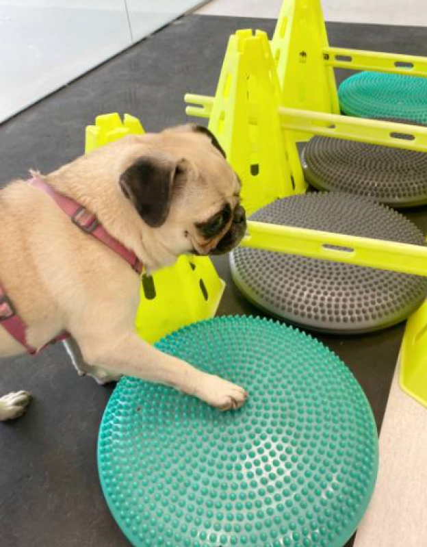 Fisioterapia para Cães com Hérnia de Disco Preço Nova Itinga - Fisioterapia em Cachorro