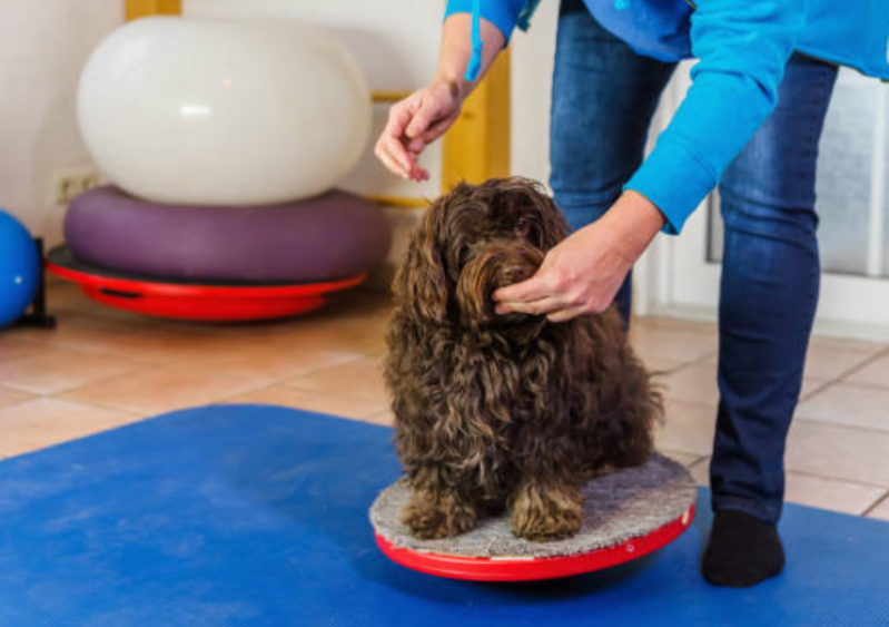Fisioterapia para Cães com Hérnia de Disco Valor Vila de Atlântico - Fisioterapia para Displasia Coxofemoral em Cães
