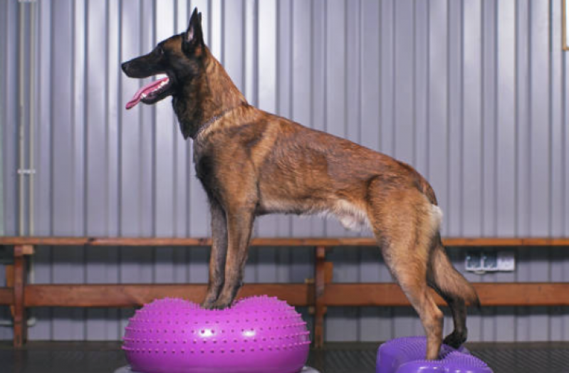Fisioterapia para Cães com Hérnia de Disco Simões Filho - Fisioterapia para Cachorro com Displasia