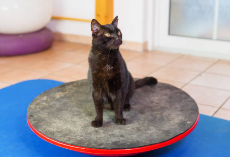 Fisioterapia para Gato Agendar Vilas - Fisioterapia para Gato Paraplégico