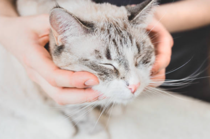 Fisioterapia para Gato Candeias - Fisioterapia para Gatos com Problemas Renais