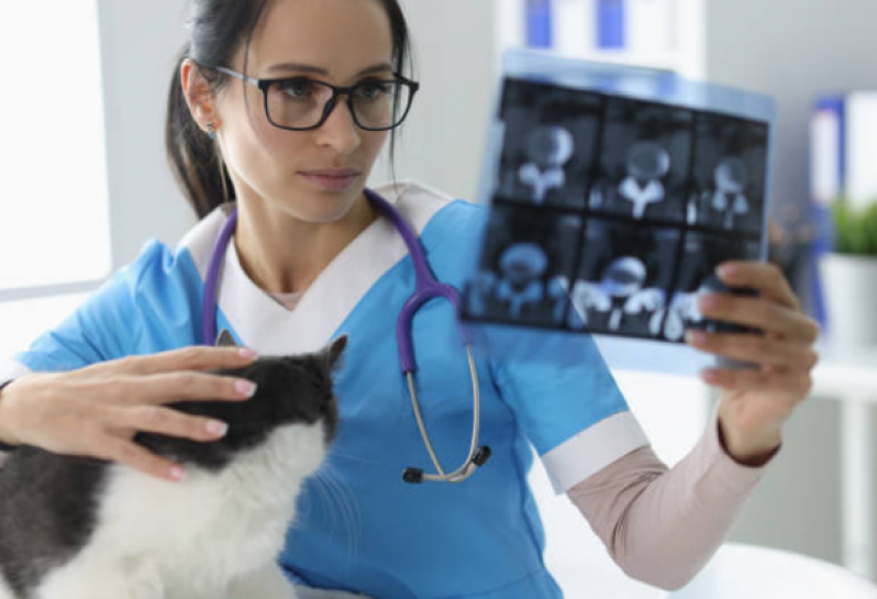 Fisioterapia para Gatos com Problema Renal Agendar Itinga Caji - Fisioterapia Gato