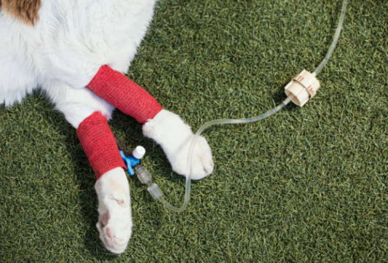 Fisioterapia para Gatos com Problema Renal Aracui - Fisioterapia para Gatos com Problema Renal