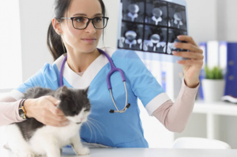 Fisioterapia para Gatos com Problemas Cardíacos Araqui - Fisioterapia para Gatas