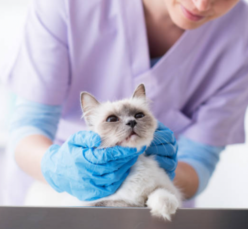 Fisioterapia para Gatos com Problemas Renais Agendar Sauipe - Fisioterapia em Gato