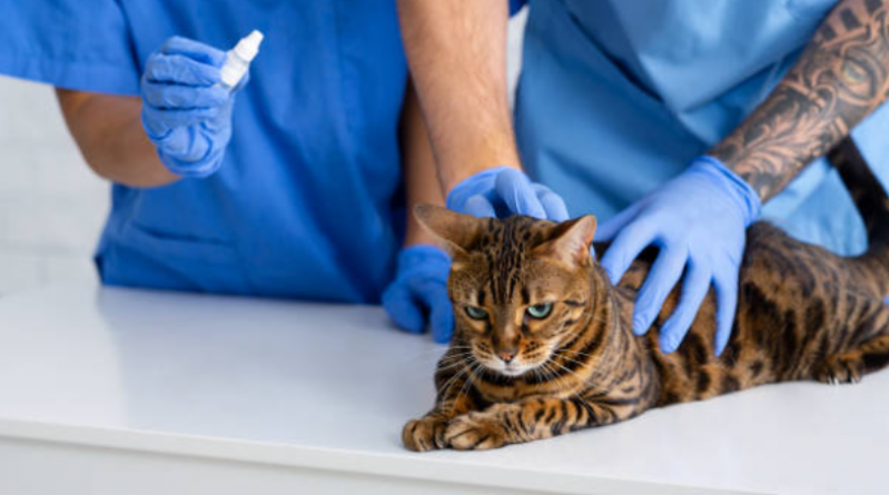 Fisioterapia para Gatos com Problemas Renais Preço Vilaa D Abrantes - Fisioterapia Gatos