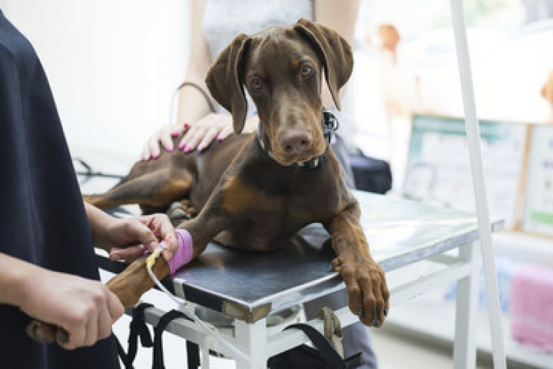 Internação Veterinária Semi e Uti Marcar Phoc III - Internação para Cachorro