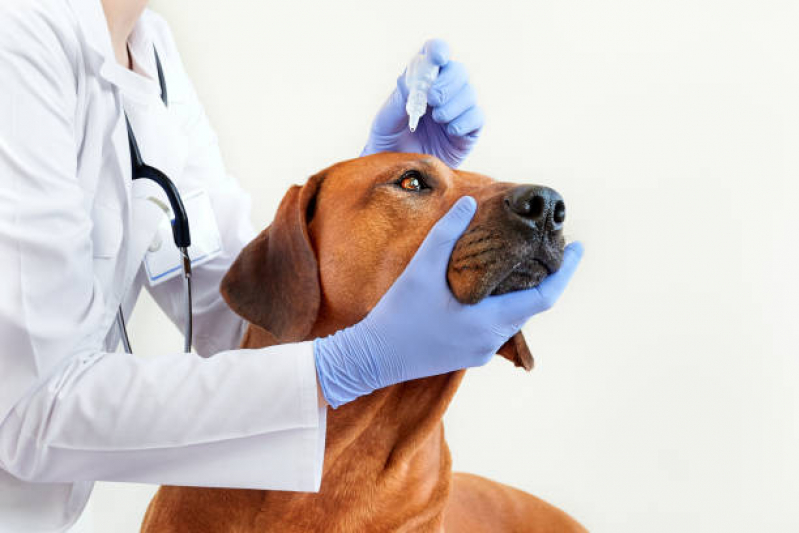 Oftalmologista Canino Contato Phoc II - Oftalmologista para Cachorro