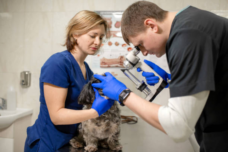Oftalmologista de Cães Ficam II - Oftalmologista para Gato