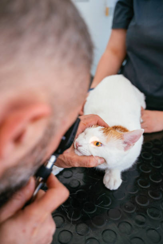 Oftalmologista para Animais Contato Parque Verde - Oftalmologista para Gatos