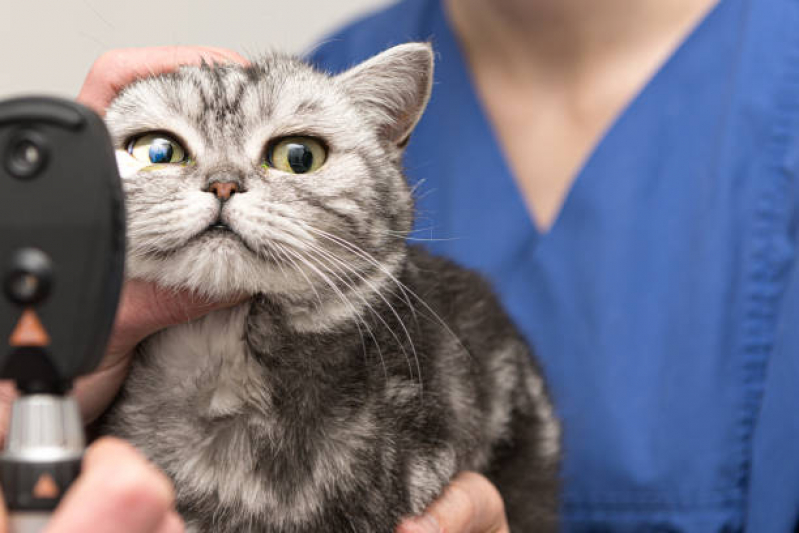 Oftalmologista para Gatos Contato Portoo - Oftalmologista para Pet