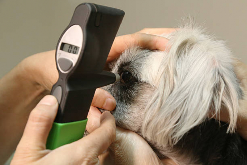 Oftalmologista para Pet Contato Capelão - Oftalmologista para Cães