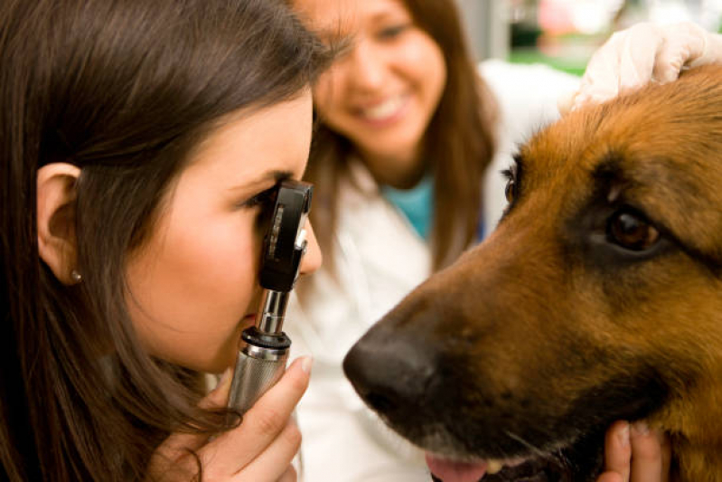 Oftalmologista para Pet Atlântico Norte - Oftalmologista Canino