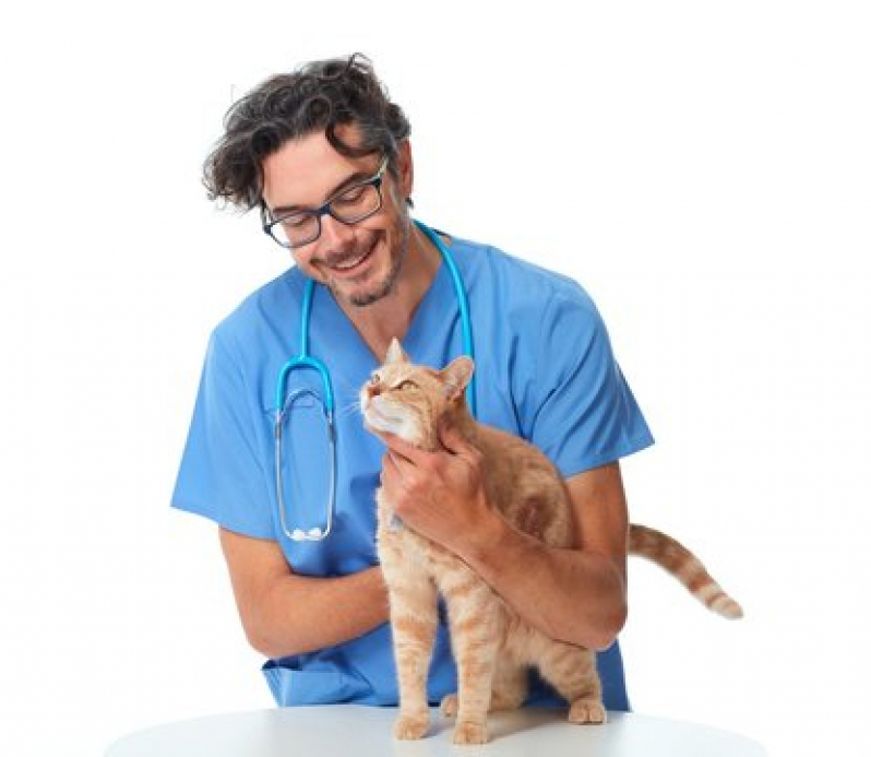 Onde Agendar Consulta para Gatos Caji -vida Nova - Consulta para Gatos